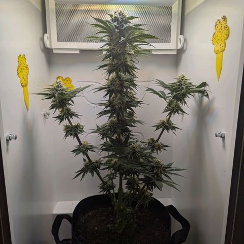 Skunk #1 growlog timeline photo