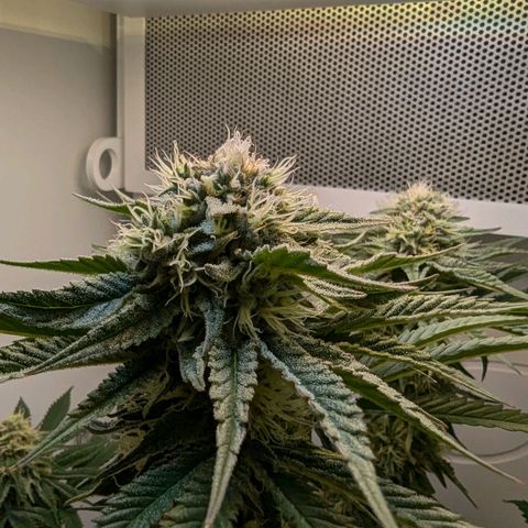 Skunk #1 growlog timeline photo