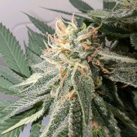 Skunk #1 growlog timeline photo