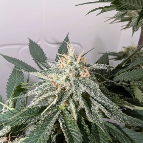Skunk #1 growlog timeline photo