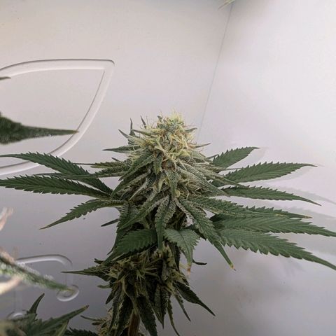 Skunk #1 growlog timeline photo