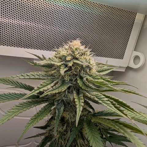 Skunk #1 growlog timeline photo