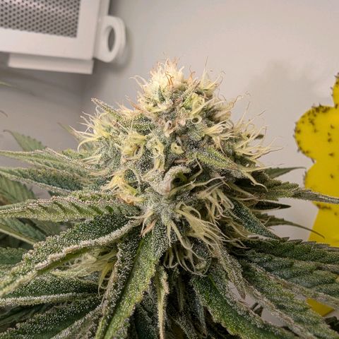 Skunk #1 growlog timeline photo