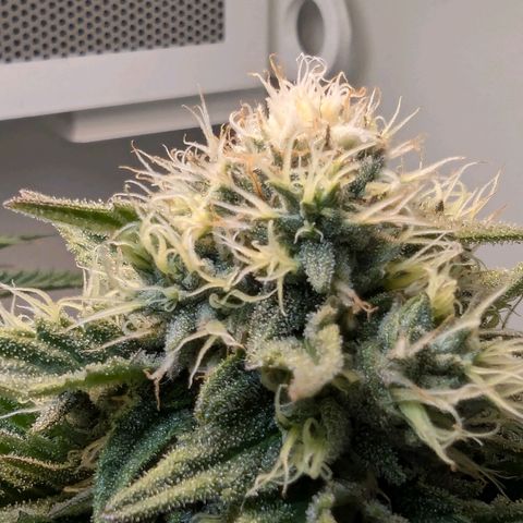 Skunk #1 growlog timeline photo