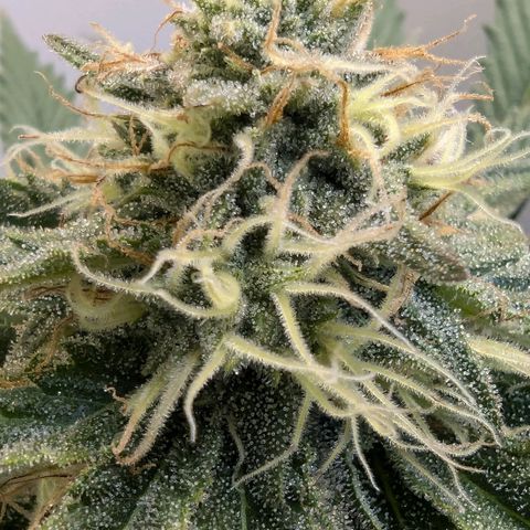 Skunk #1 growlog timeline photo