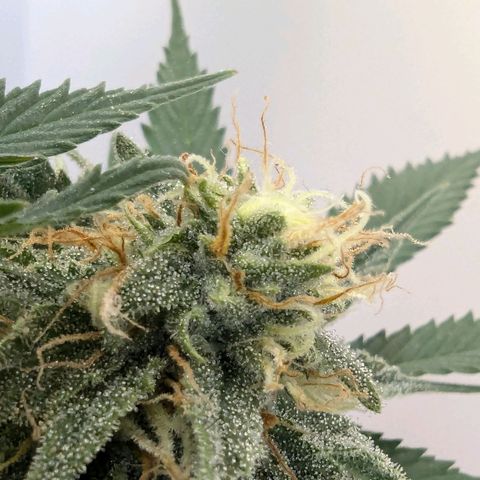 Skunk #1 growlog timeline photo