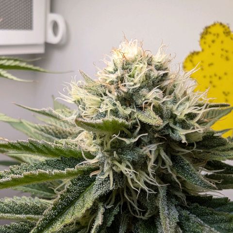 Skunk #1 growlog timeline photo
