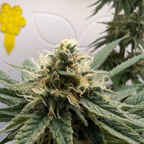 Skunk #1 growlog timeline photo