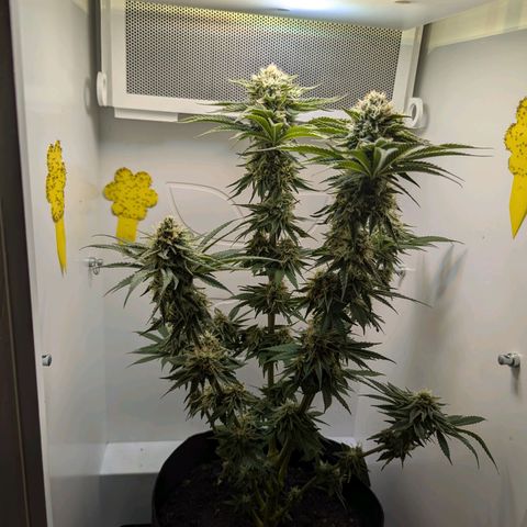 Skunk #1 growlog timeline photo