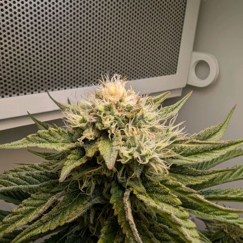 Skunk #1 growlog timeline photo