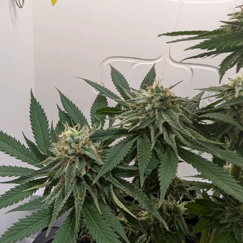 Skunk #1 growlog timeline photo