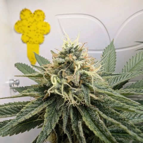 Skunk #1 growlog timeline photo