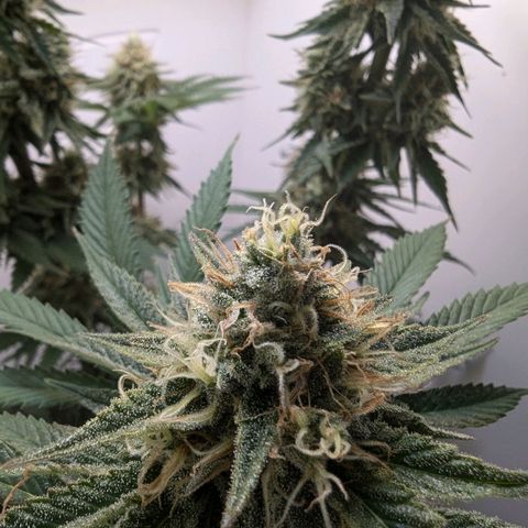 Skunk #1 growlog timeline photo