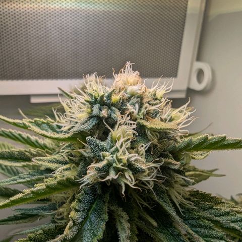 Skunk #1 growlog timeline photo