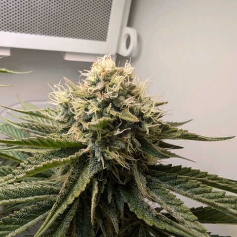 Skunk #1 growlog timeline photo