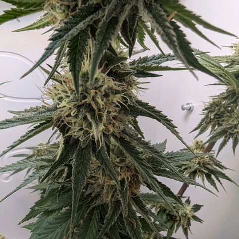 Skunk #1 growlog timeline photo
