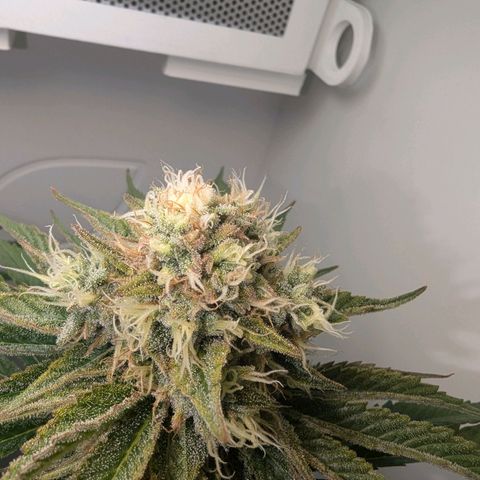 Skunk #1 growlog timeline photo