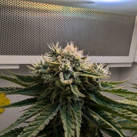 Skunk #1 growlog timeline photo