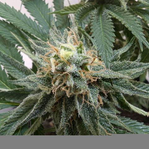 Skunk #1 growlog timeline photo