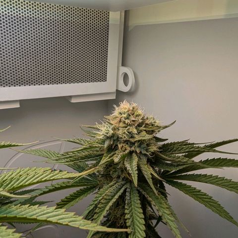 Skunk #1 growlog timeline photo