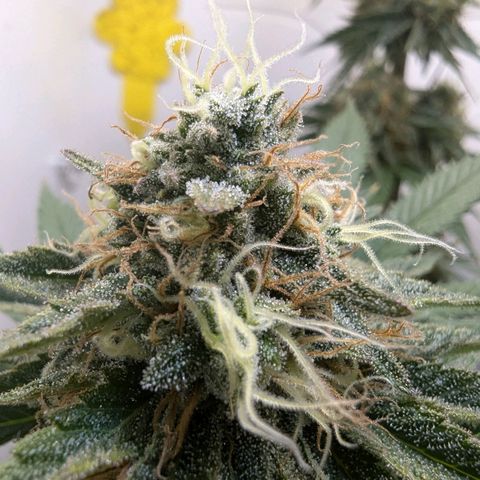 Skunk #1 growlog timeline photo