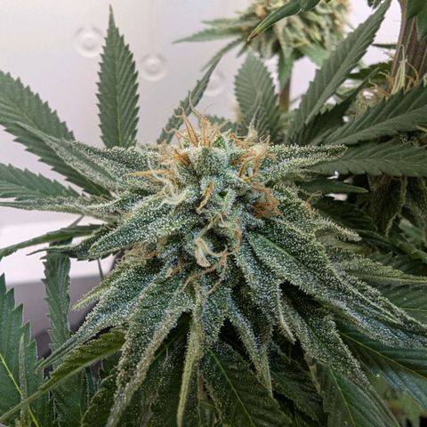 Skunk #1 growlog timeline photo