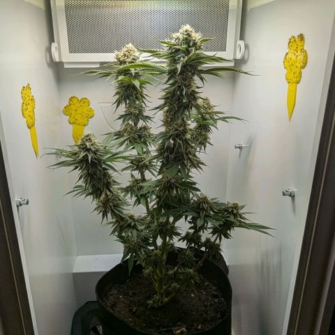 Skunk #1 growlog timeline photo