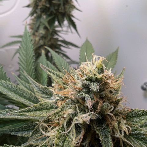 Skunk #1 growlog timeline photo