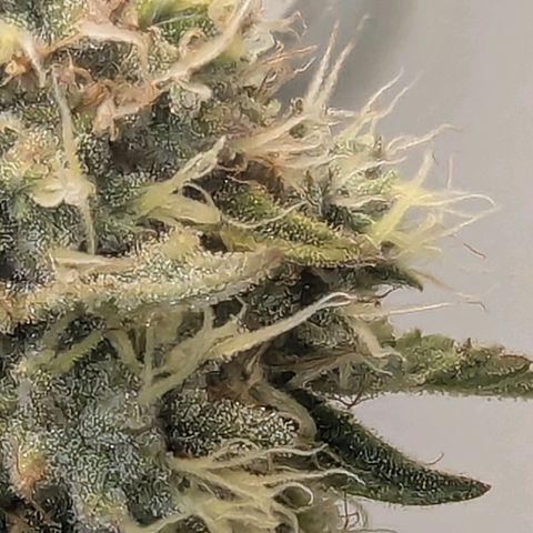 Skunk #1 growlog timeline photo