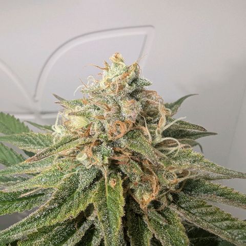Skunk #1 growlog timeline photo