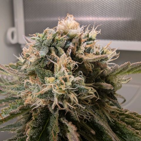 Skunk #1 growlog timeline photo