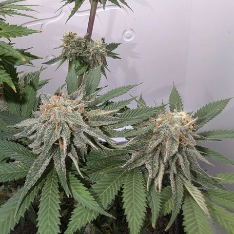 Skunk #1 growlog timeline photo