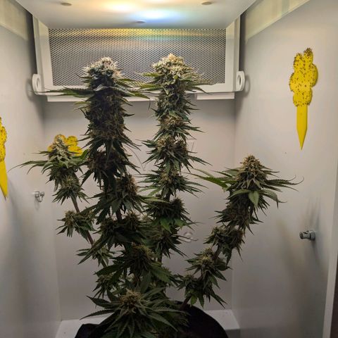 Skunk #1 growlog timeline photo