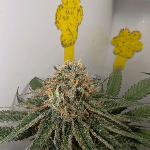 Skunk #1 growlog timeline photo