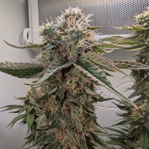 Skunk #1 growlog timeline photo