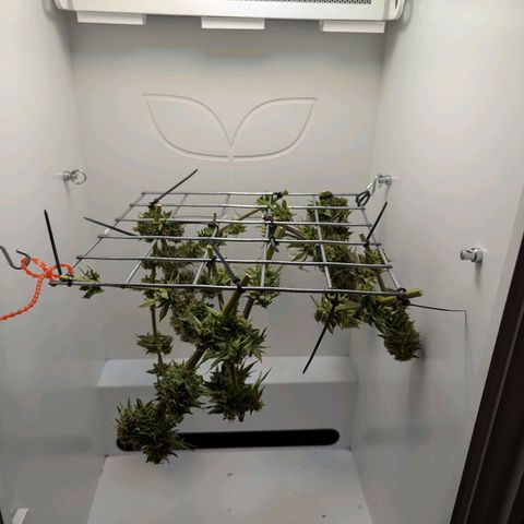 Skunk #1 growlog timeline photo