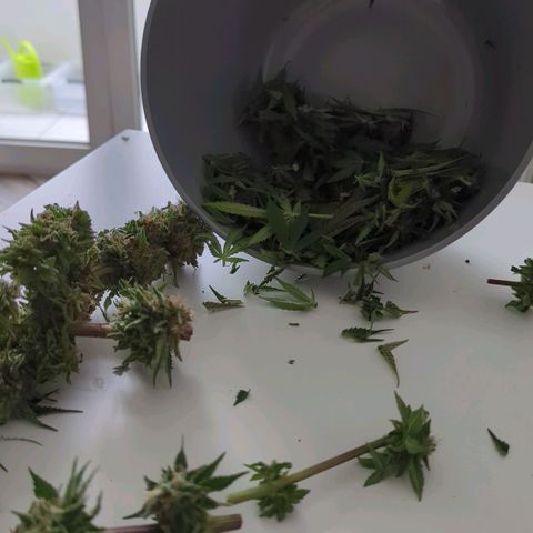Skunk #1 growlog timeline photo