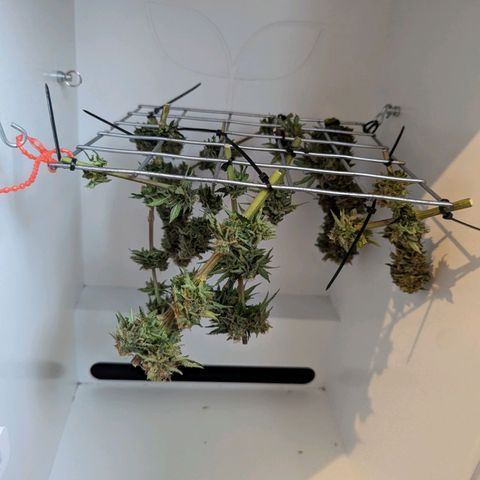Skunk #1 growlog timeline photo