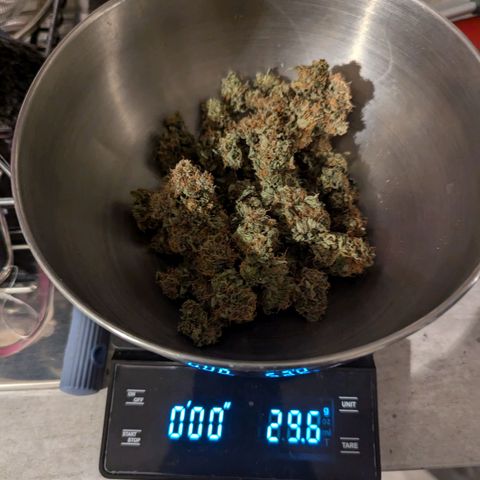 Skunk #1 growlog timeline photo
