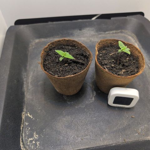 Frozen Black Cherry growlog timeline photo