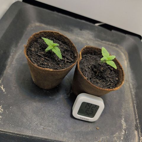 Frozen Black Cherry growlog timeline photo