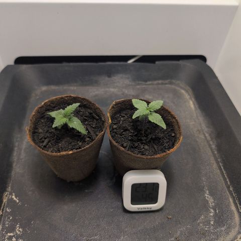 Frozen Black Cherry growlog timeline photo