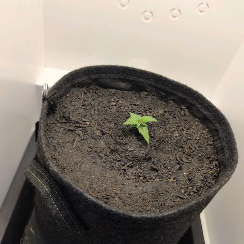 Frozen Black Cherry growlog photo: Umgetopft auf 8L