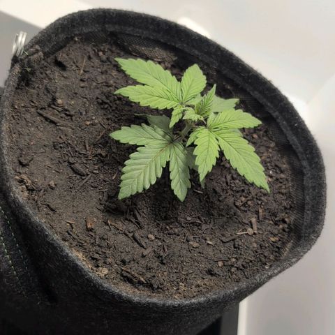 Frozen Black Cherry growlog timeline photo