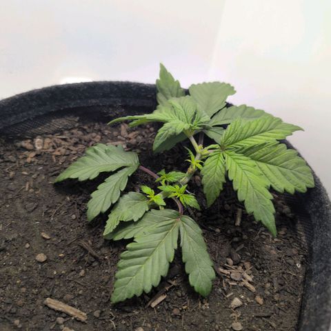 Frozen Black Cherry growlog timeline photo