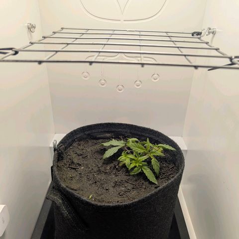 Frozen Black Cherry growlog photo: Maybe a mistake 😂