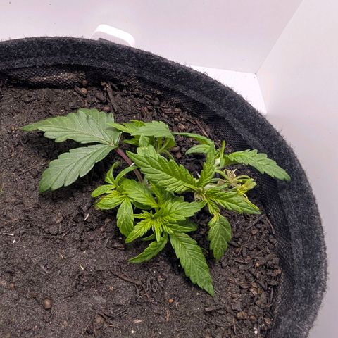 Frozen Black Cherry growlog photo: Maybe a mistake 😂