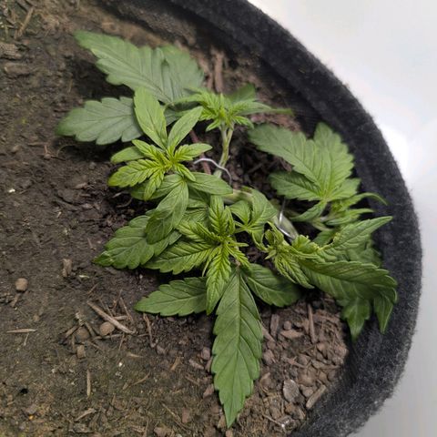 Frozen Black Cherry growlog timeline photo