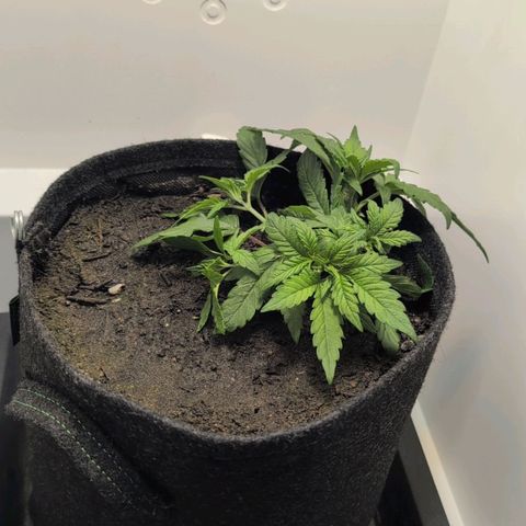 Frozen Black Cherry growlog timeline photo