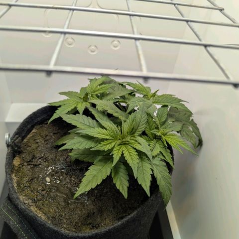 Frozen Black Cherry growlog timeline photo